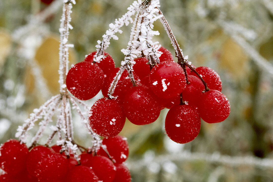 Highbush Cranberries with Frost