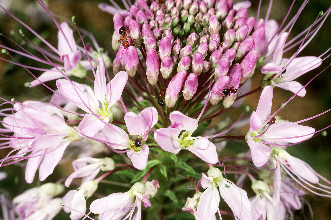 Bee Plant