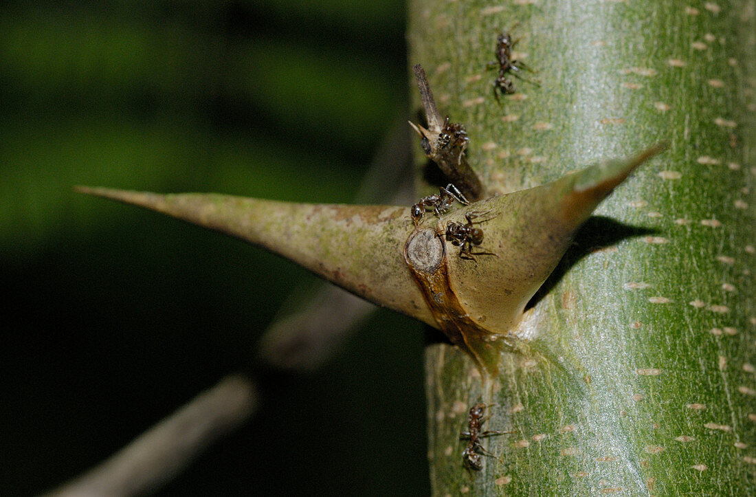 Acacia and Ant Symbiosis