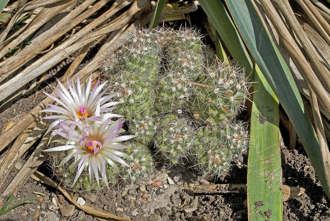 'Beehive nipple cactus,Coryphantha vivipara'