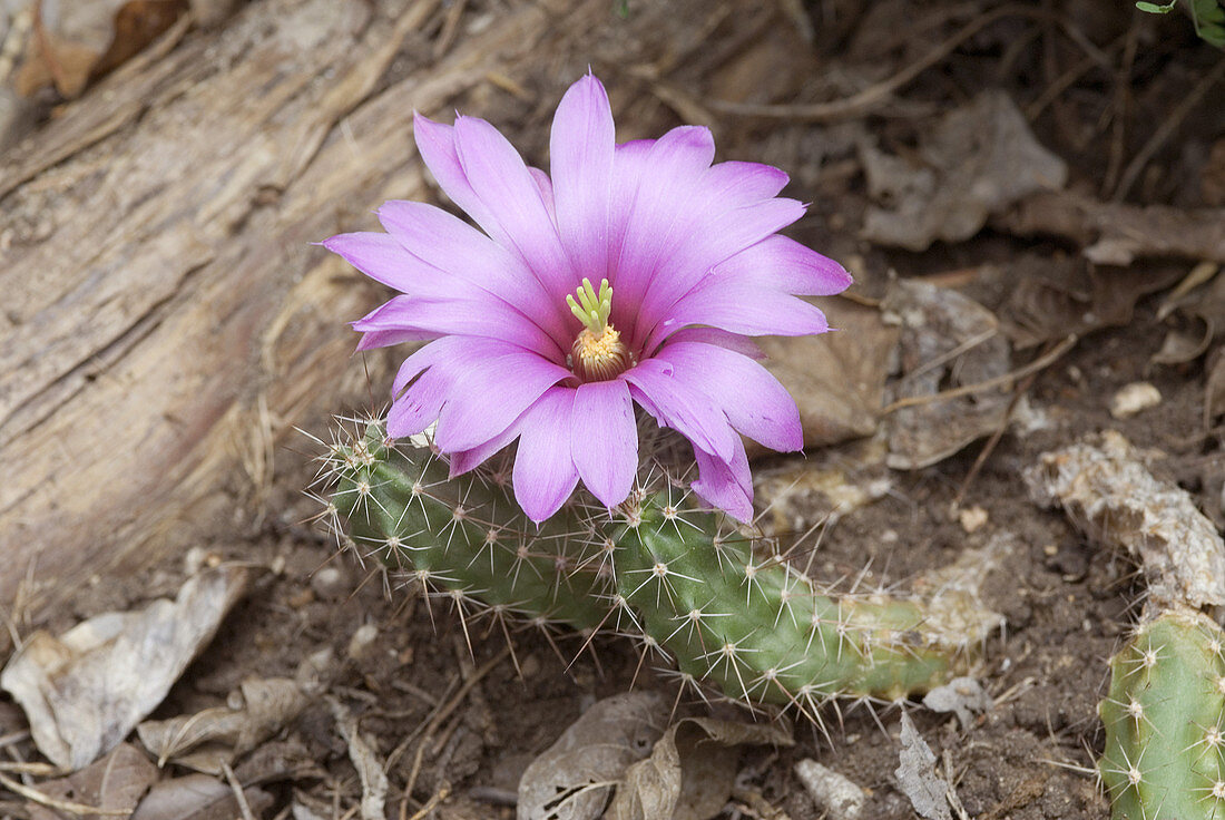 Berlandier's hedgehog cactus
