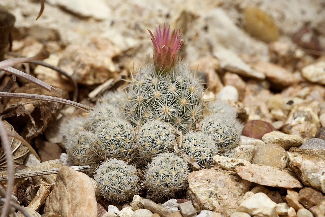 'Sneed's pincushion cactus,Coryphantha hesteri'