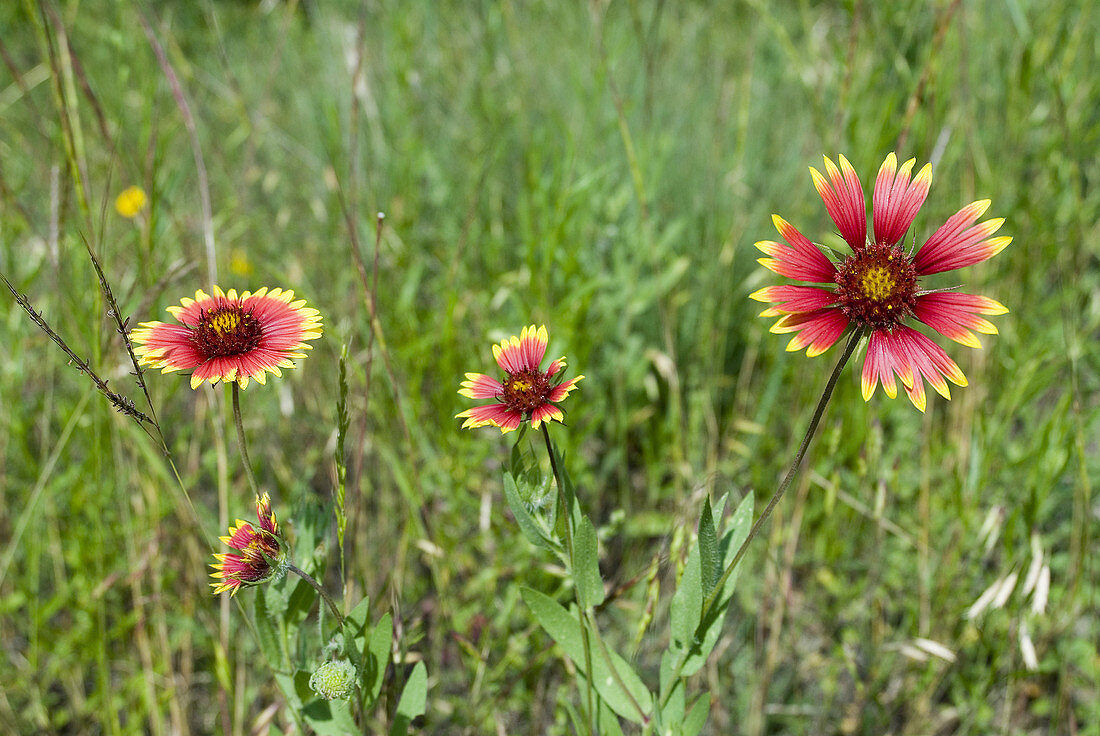 'Indian blanket,Gaillardia pulchella'