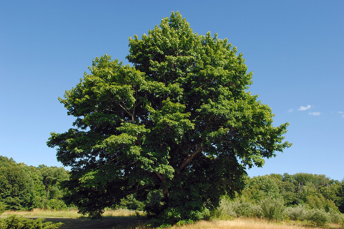 Maple Tree in Summer
