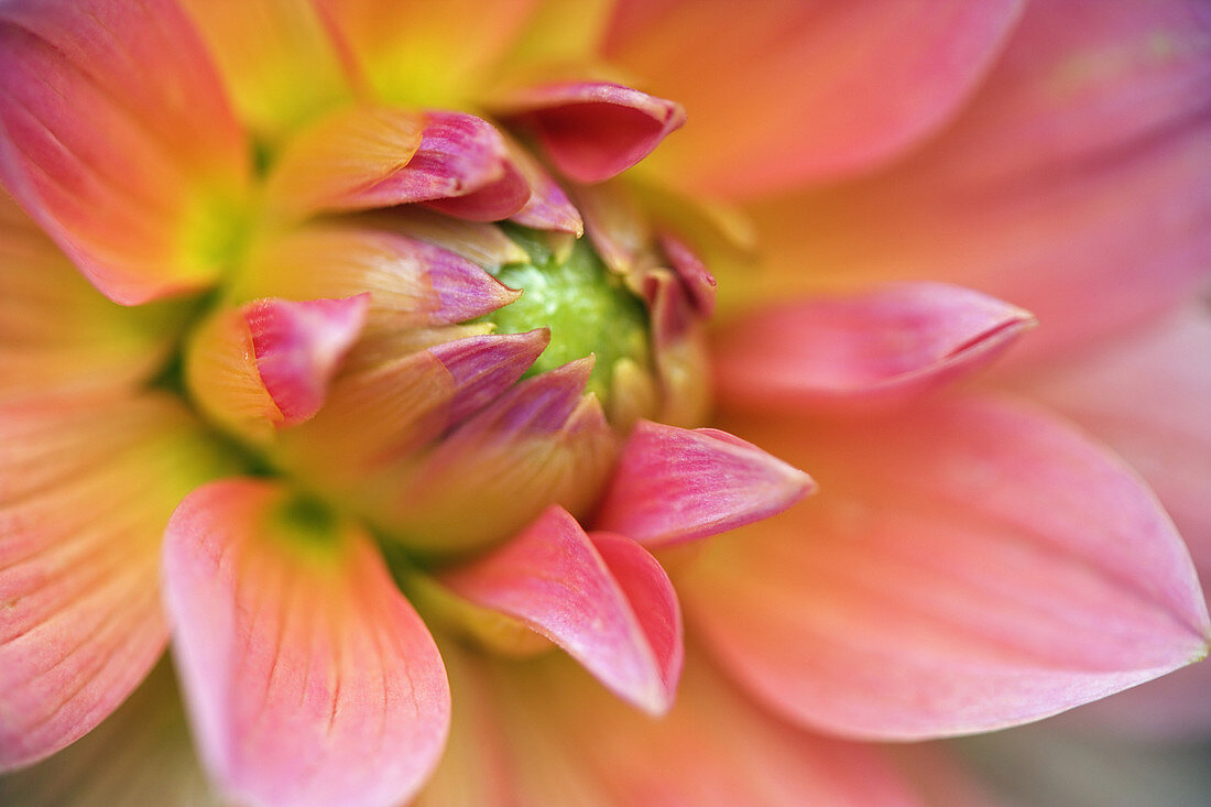 Dahlia