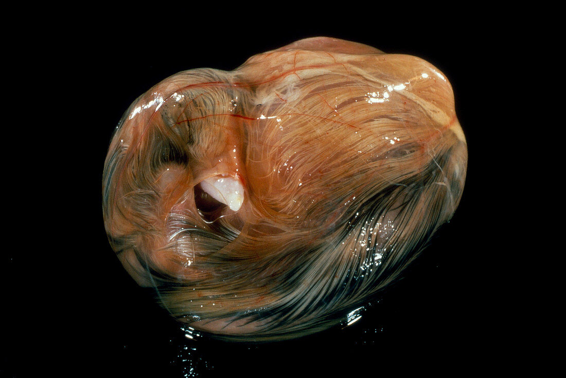 Chick Embryo After 20 Days