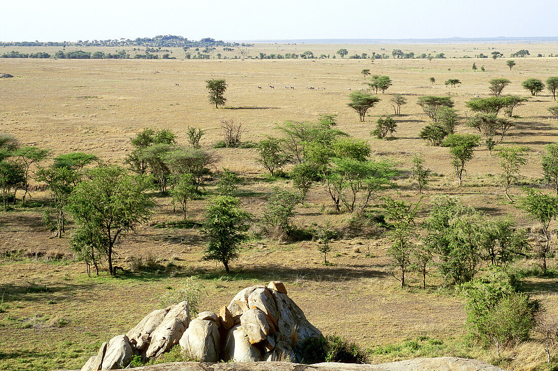 Serengeti Plains