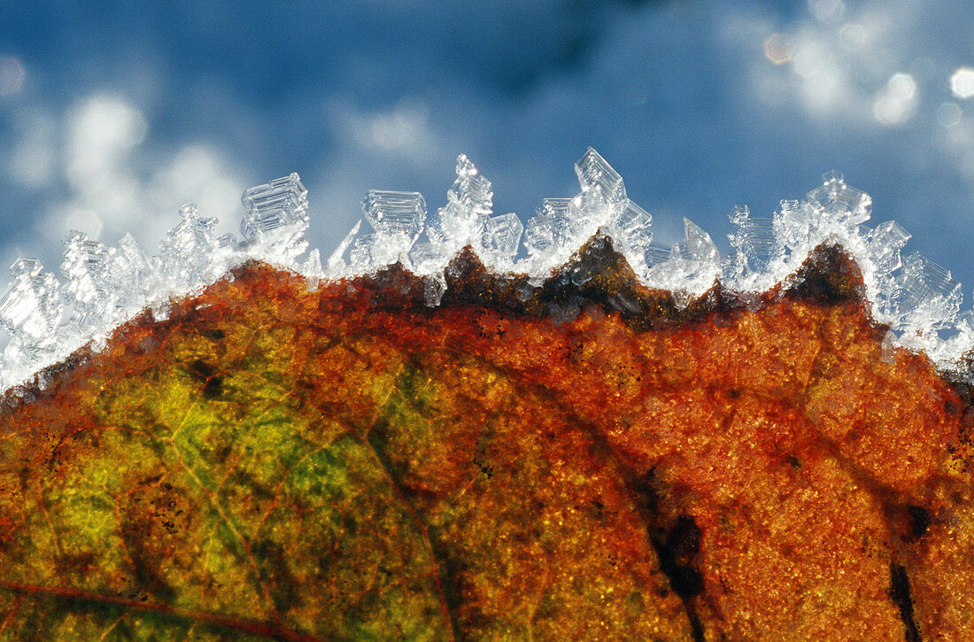 Ice Crystals on Leaf