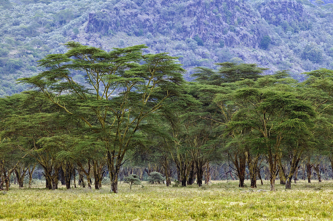 Acacia Woodland