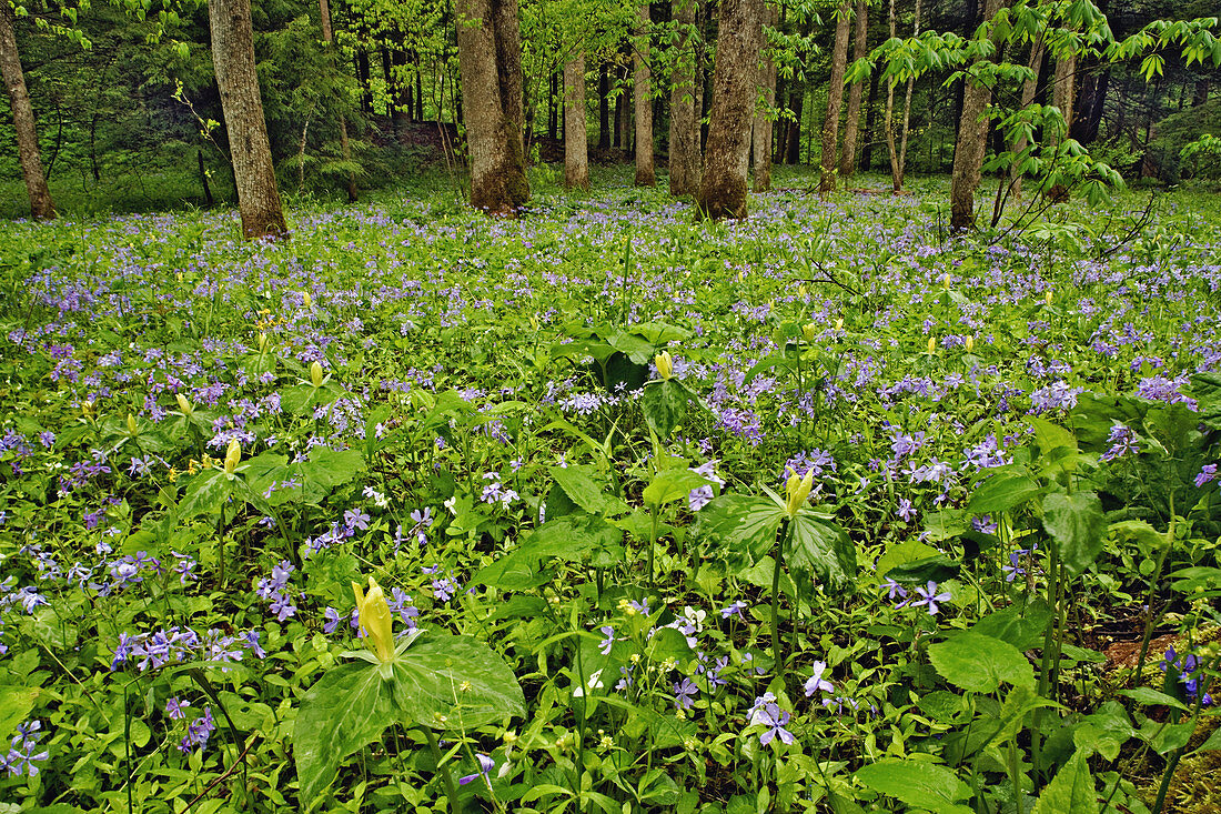 Meadow of Blue Phlox