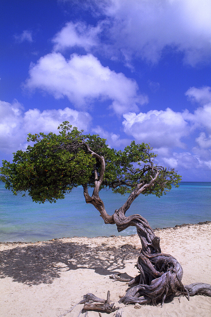 'Divi Tree,Aruba'