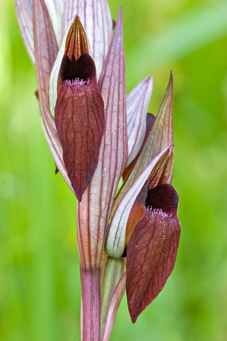 Oriental Tongue Orchid