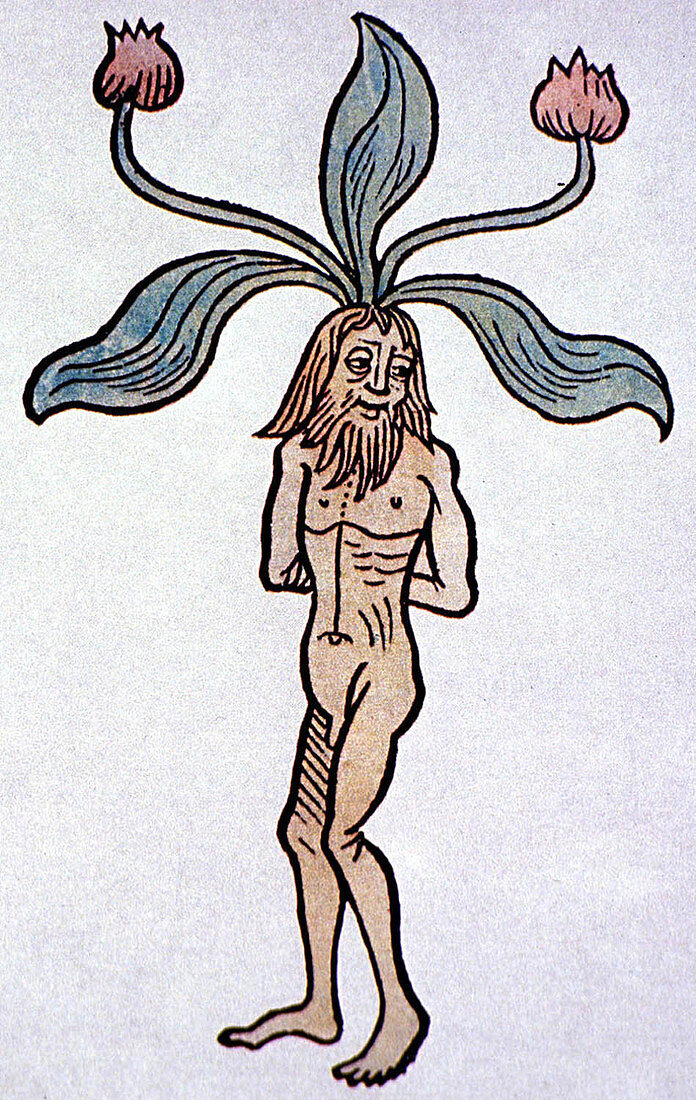 Historical Mandrake illustration