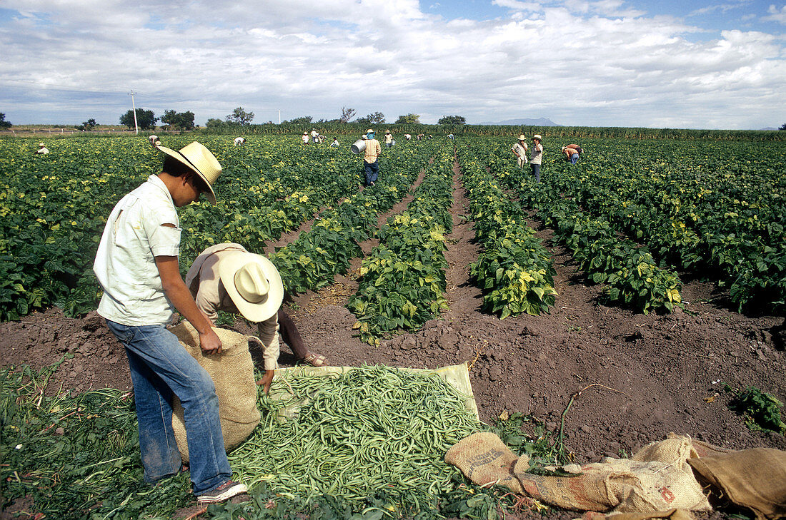 'Harvesting Vegetables,Mexico'