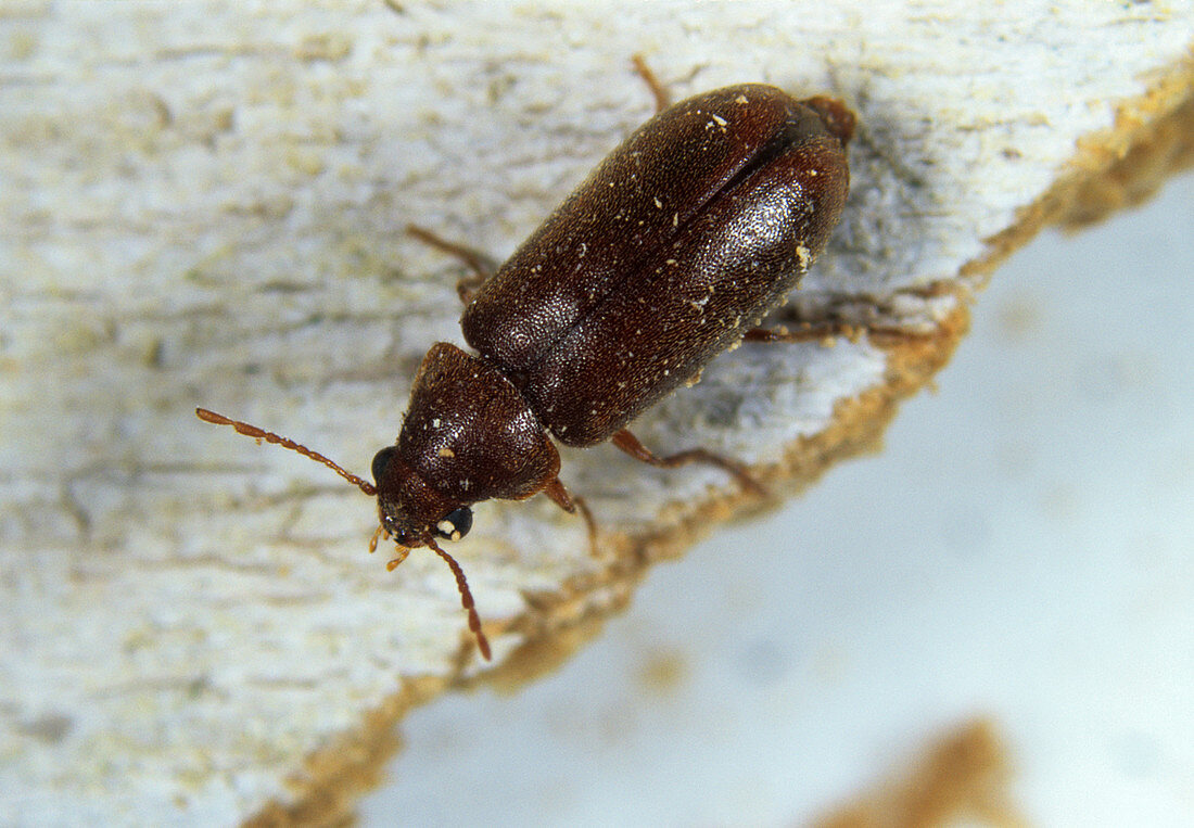 Furniture beetle (Anobium punctatum)