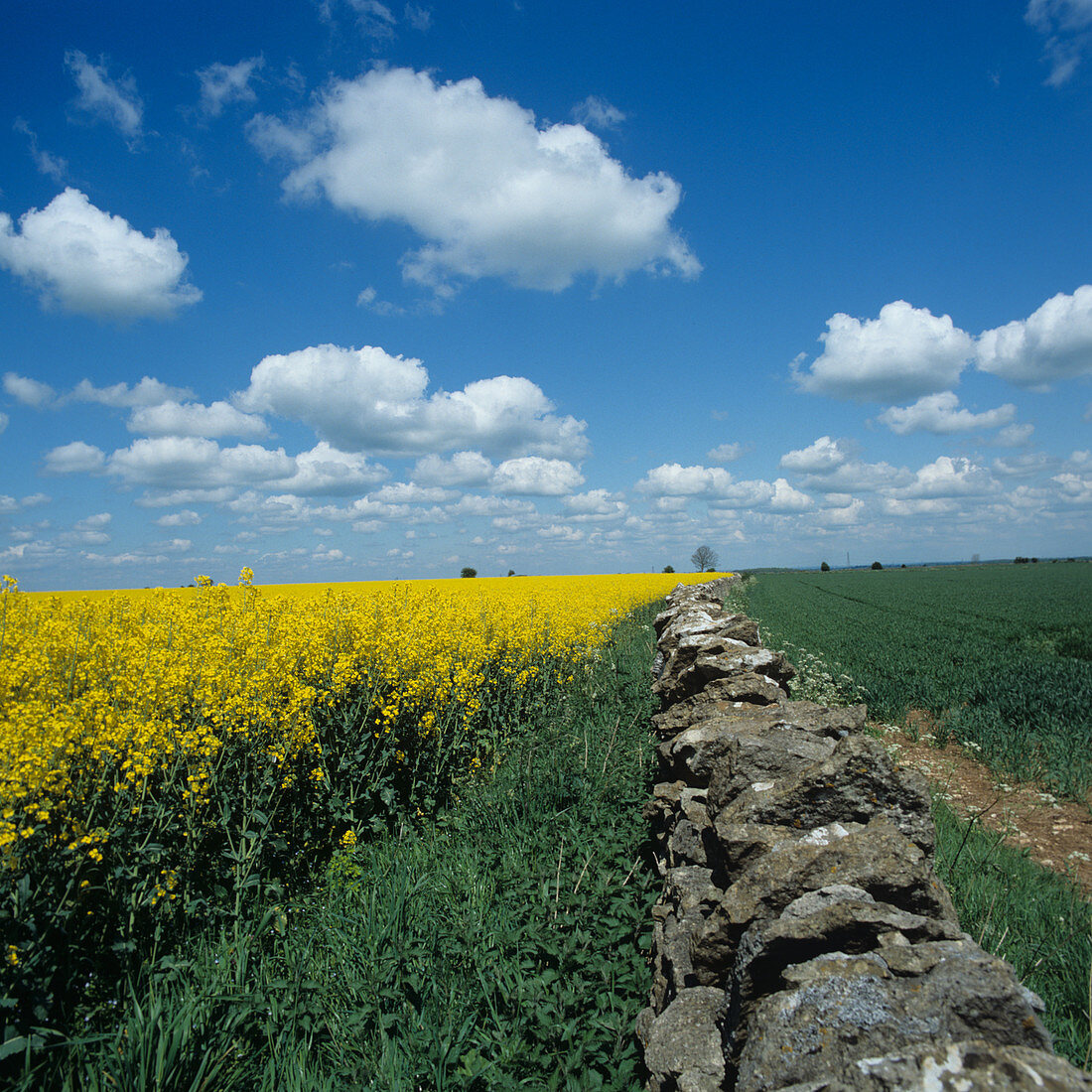 Stone wall and oilseed rape crop