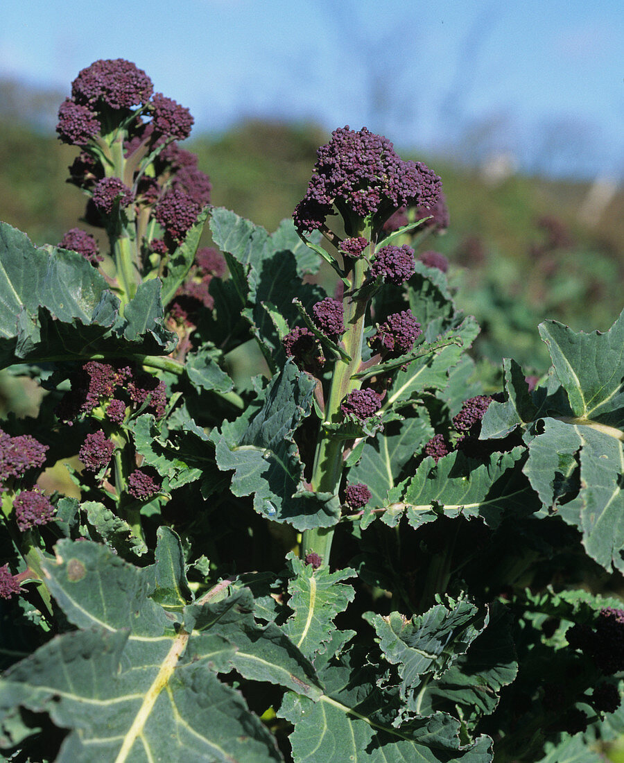 Purple broccoli