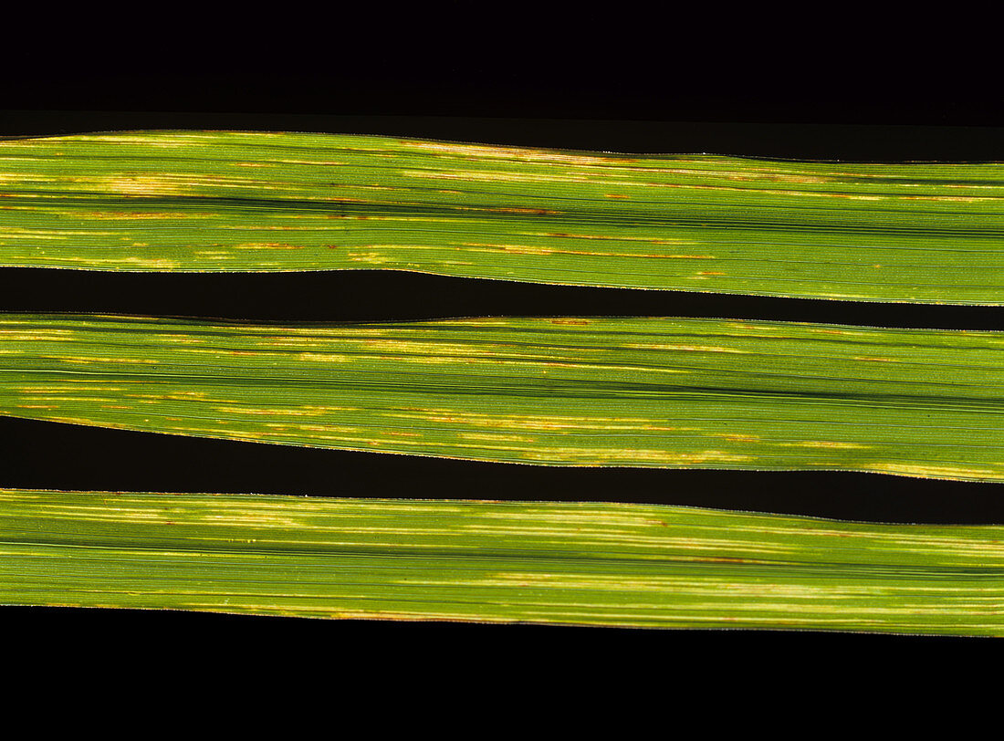 Bacterial leaf streak (Xanthomonas oryzicola)
