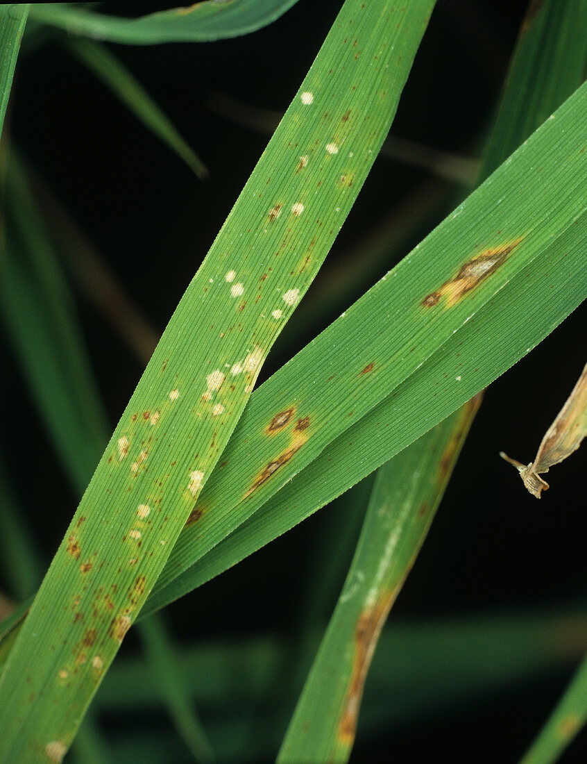 Rice leaf blast (Pyricularia grisea)