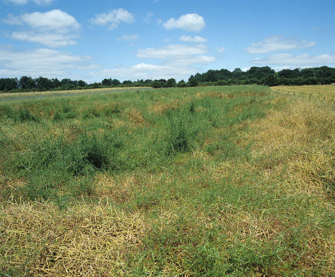 Cleavers (Galium aparine) oilseed rape crop