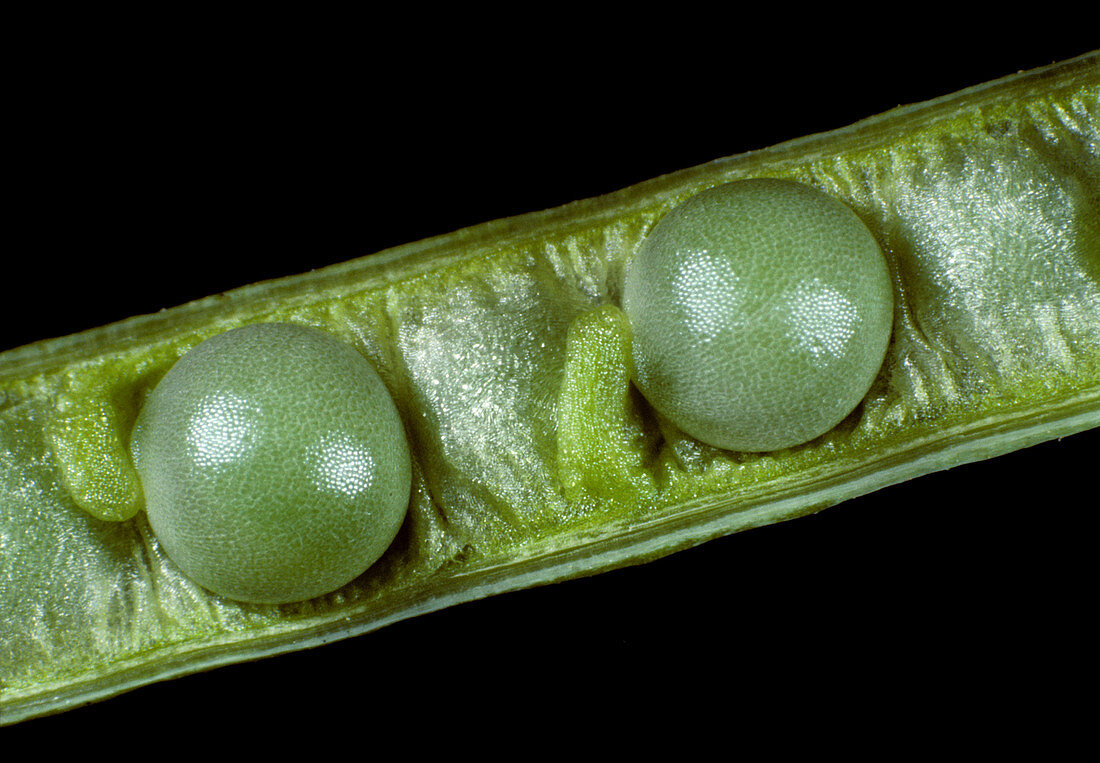 Oilseed rape pod with seeds