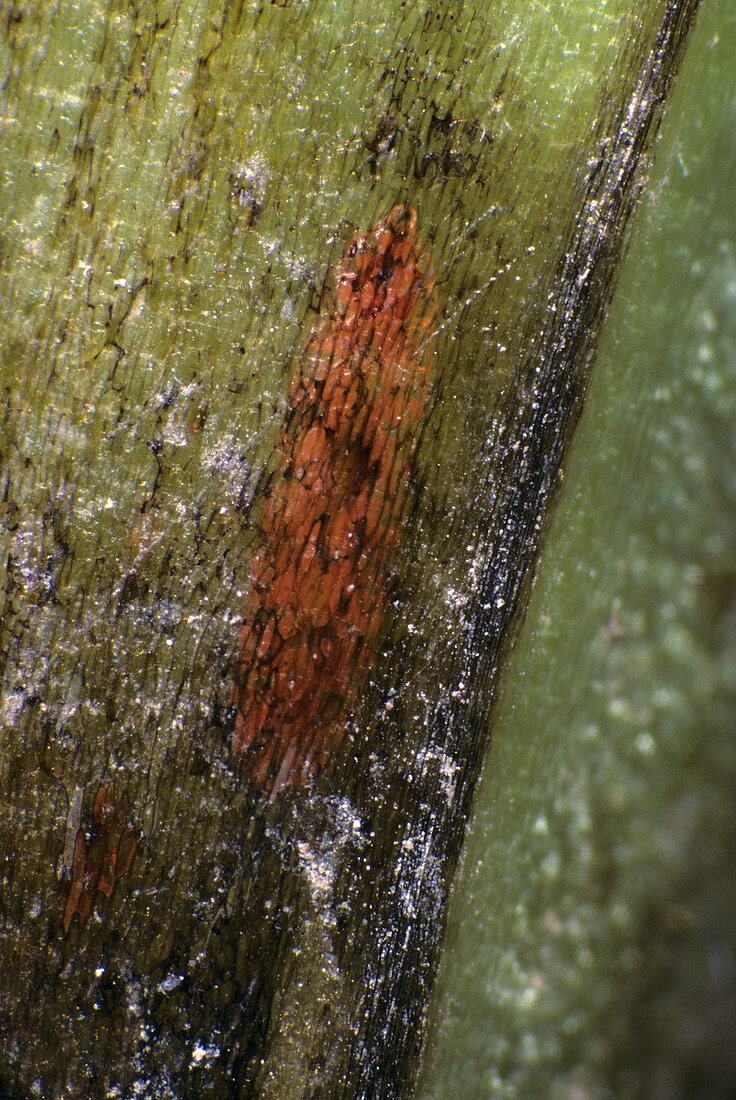 Gall midge under epidermis of field bean stem