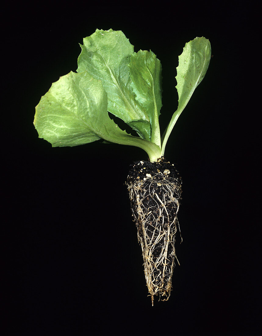 Lettuce 'plug-plant'