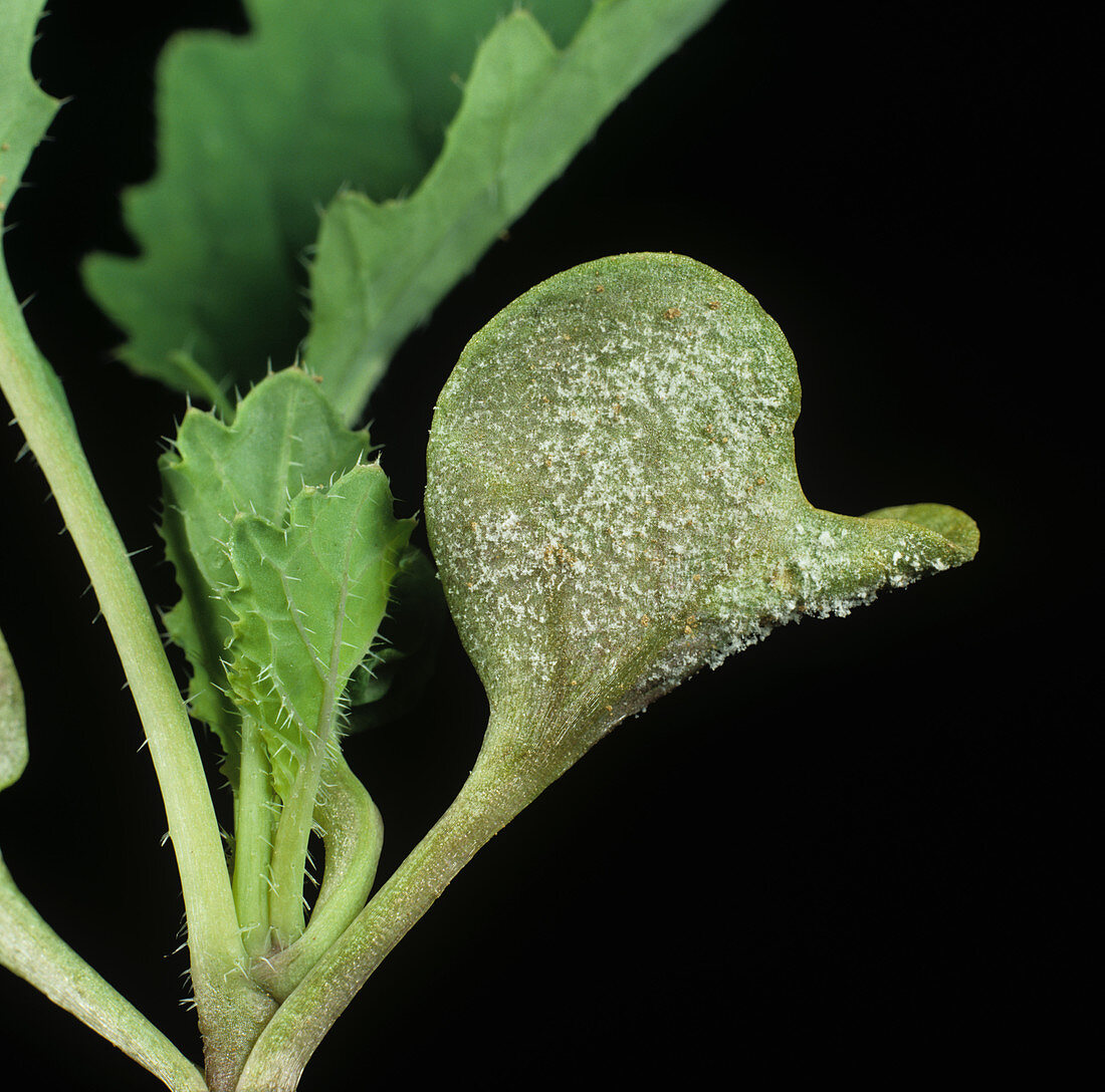 Downy mildew on oilseed rape