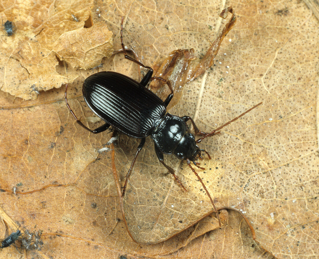 Ground Beetle (Nebria brevicollis)