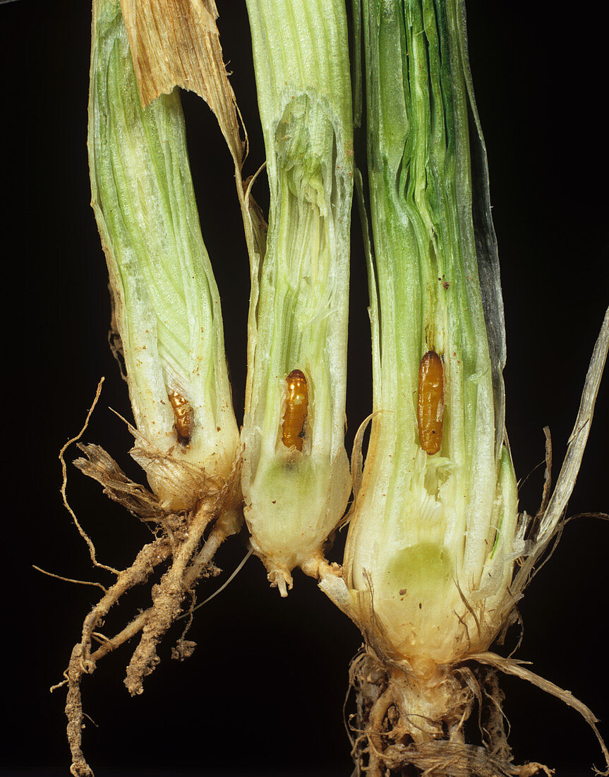 Gout fly pupae in damaged wheat stem