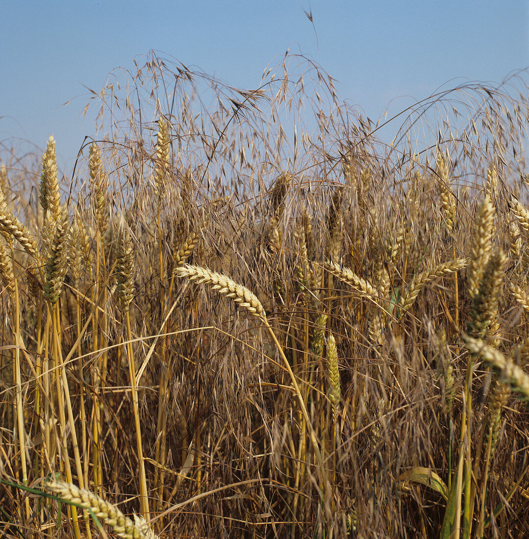 Sterile brome seedling in wheat crop