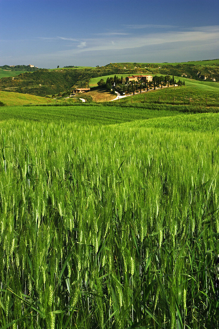 'Wheat Fields,Tuscany'