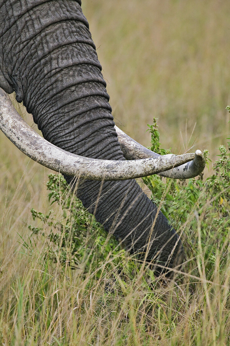 African Elephant Grazing