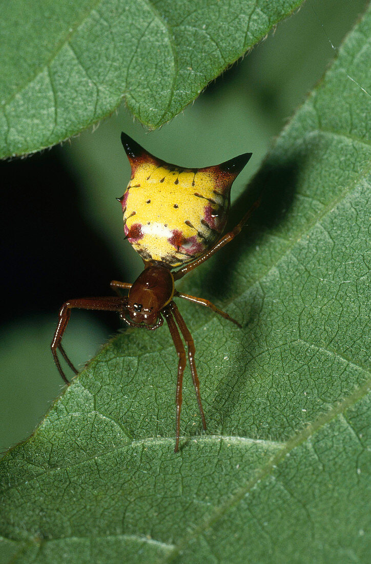 Arrow-shaped Orb Weaver