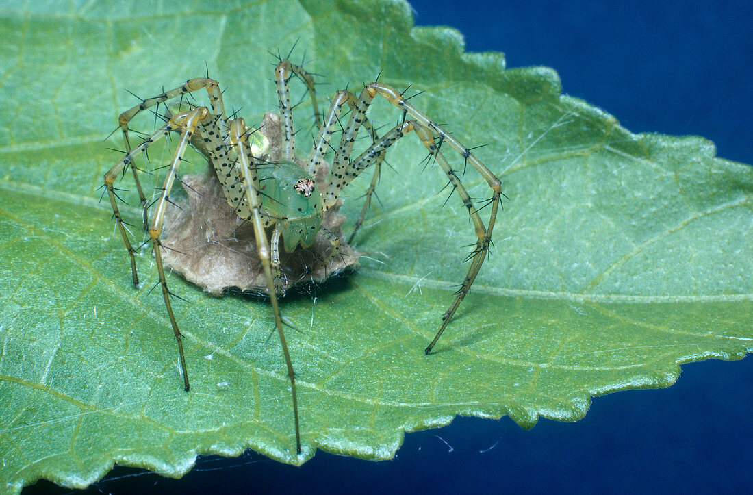 Lynx Spider with Egg Sac