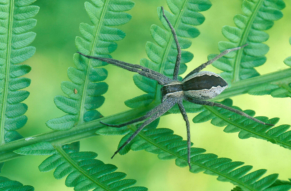 Nursery Web Spider