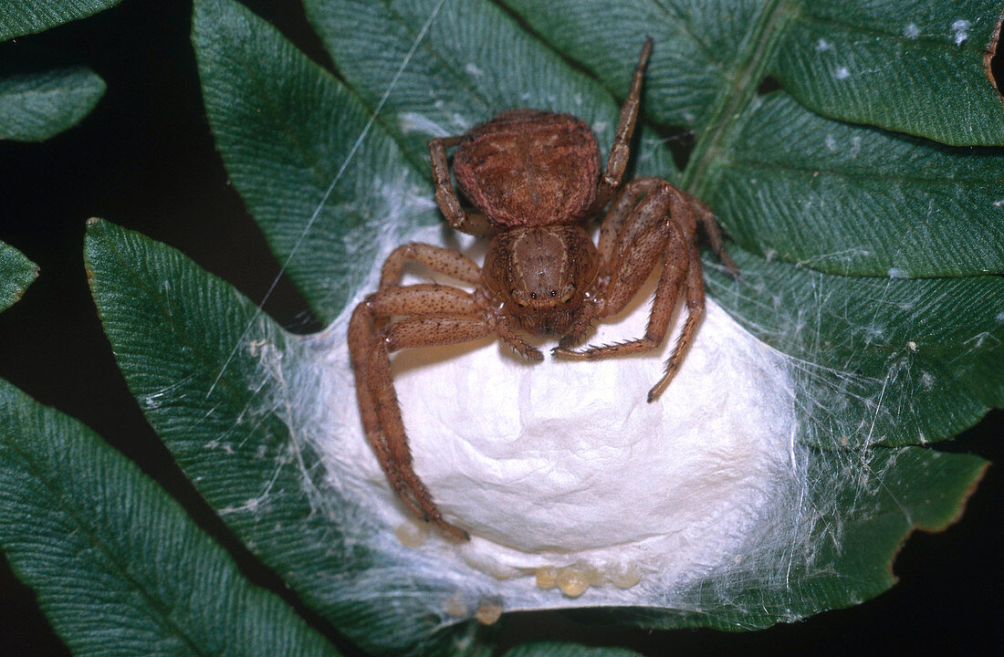 Crab Spider with Egg Sac