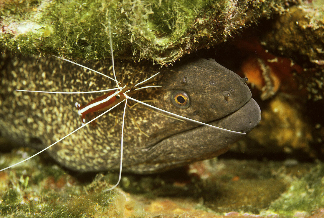 Cleaner Shrimp cleaning Moray Eel