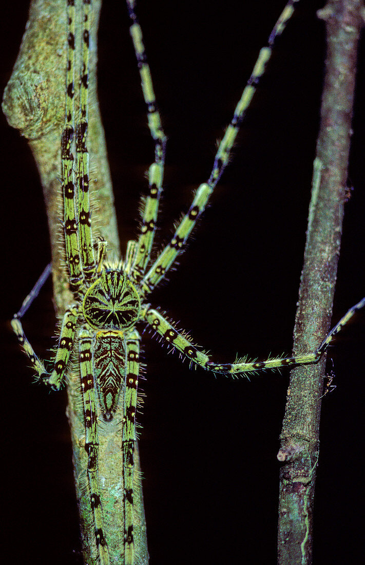 Giant Crab Spider