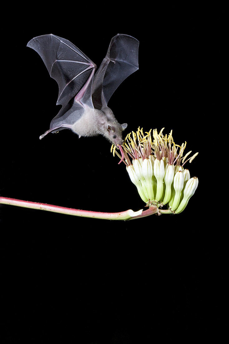 Lesser Long-nosed Bat