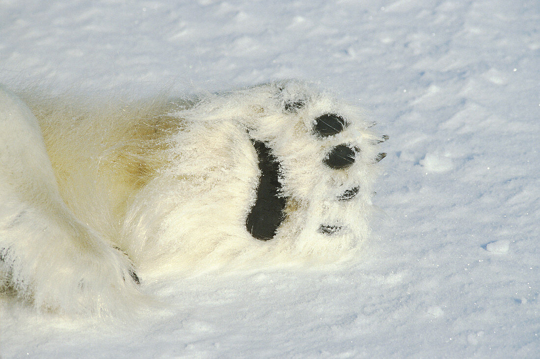 Polar Bear Paw