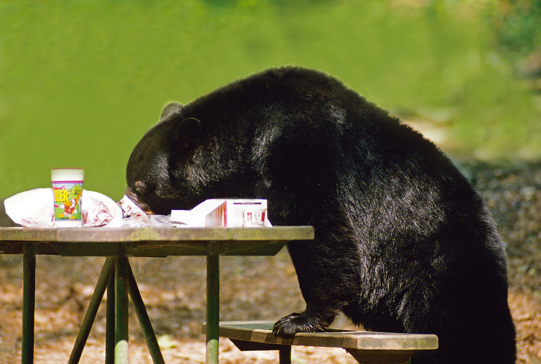 Black Bear raiding picnic table