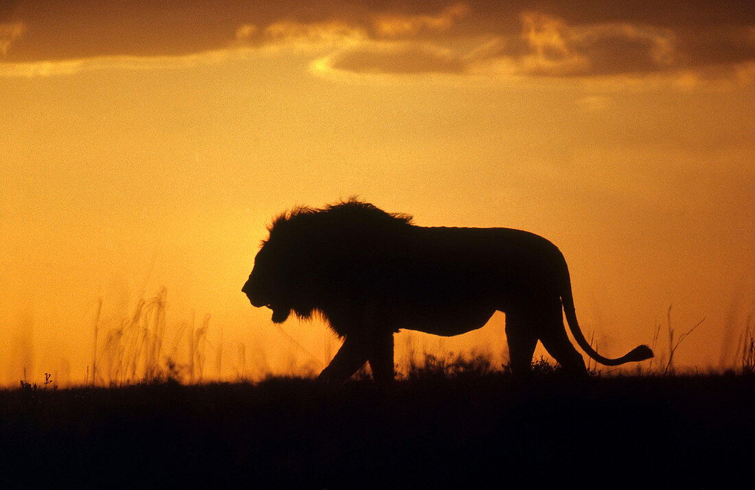 Lion Walking in Namibia