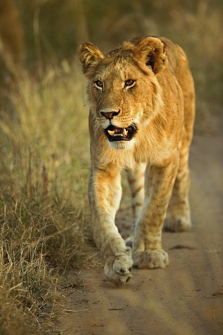 Lioness Walking at Sunset