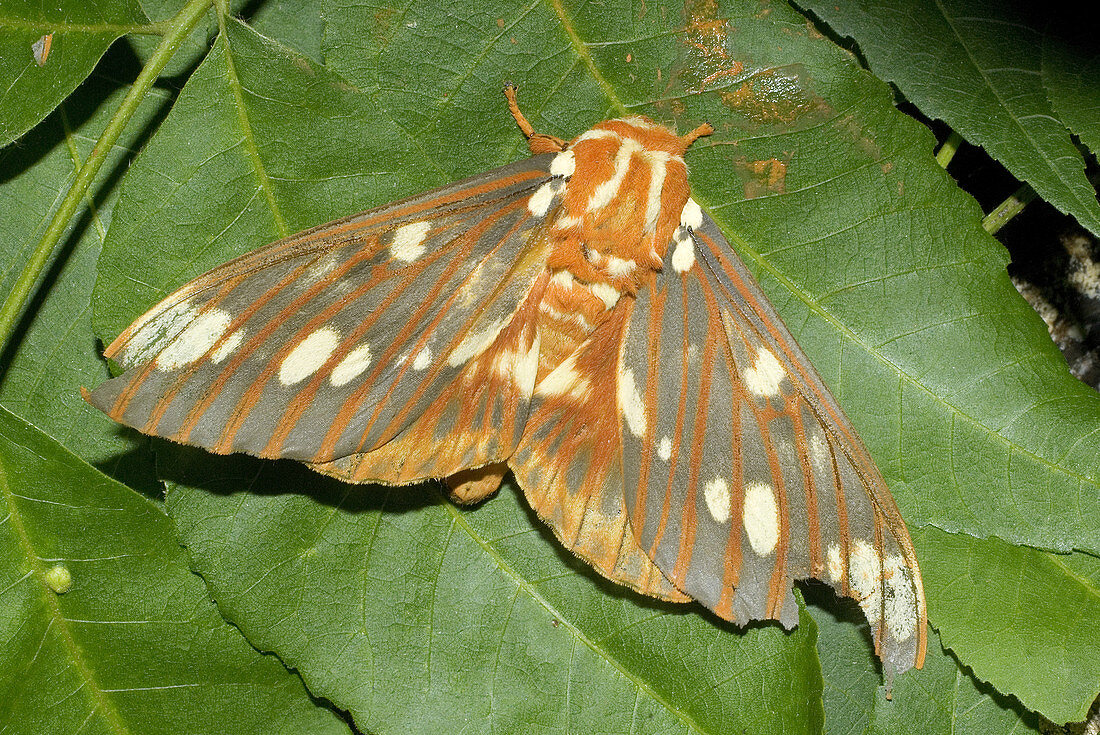 'The Regal Moth,Citheronia regalis'
