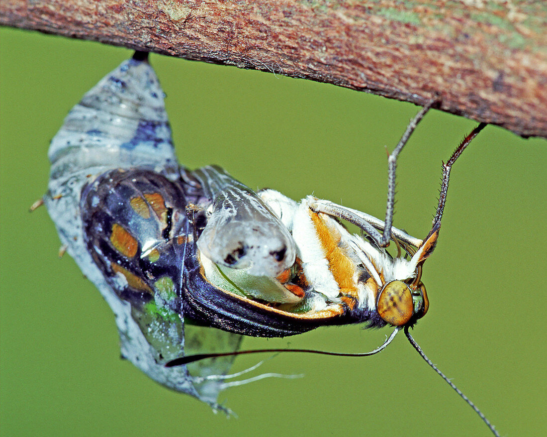Malachite Butterfly metamorphosis
