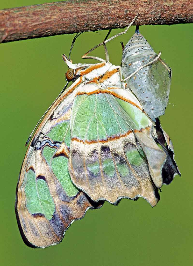 Malachite Butterfly metamorphosis