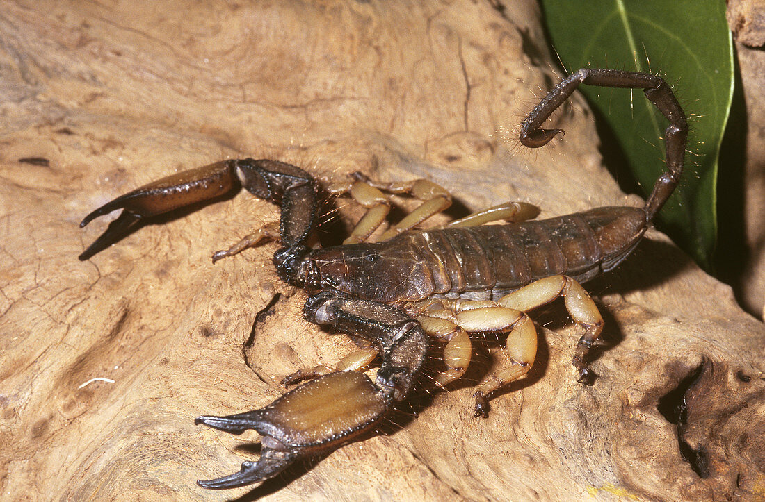 Flat Rock Scorpion