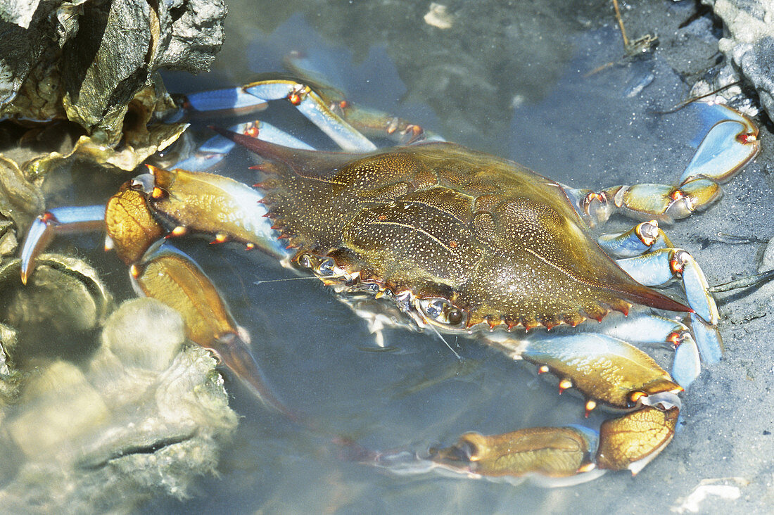 Blue Crab (Callinectes sapidus)