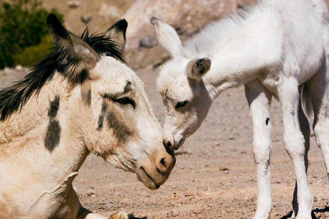 Wild Burro and foal